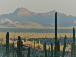 Baja : une forêt de cactus et beaucoup plus...